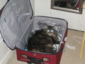 Tasha-in-suitcase.jpg