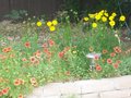 Backyard-flowers1-spring-2006.jpg