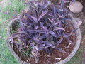 Purple-plant-in-barrel1.jpg